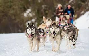 你想都没想过的夏天!开元棋牌滑雪看极光(图6) 你想都没想过的夏天!开元棋牌滑雪看极光(图6)